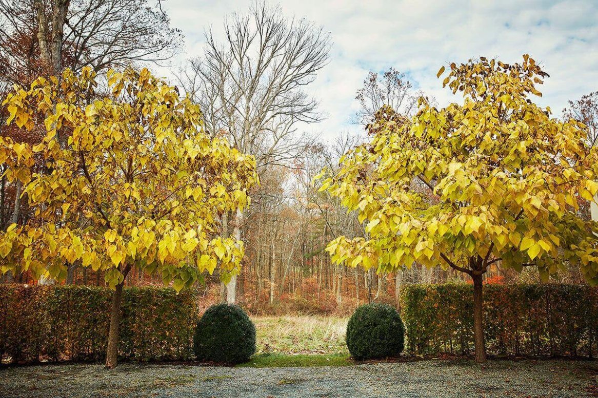 Two trees with yellow autumn leaves stand in a garden with hedges and a bare forest in the background.