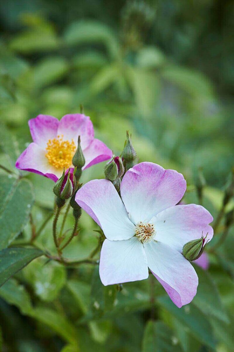 Two delicate pink and white flowers with green foliage in the background.