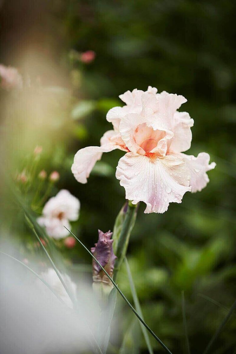 A delicate pale pink iris flower with ruffled petals, adorned with dew drops, set against a blurred green background.