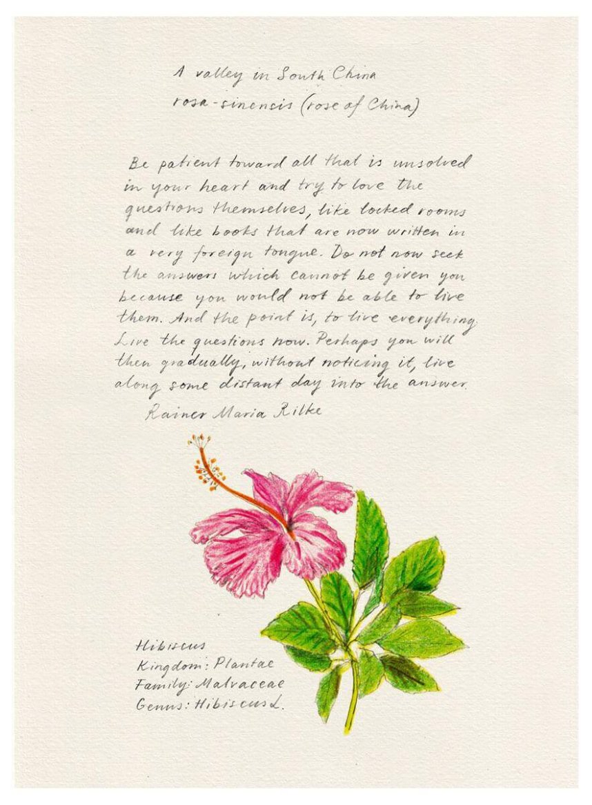 A handwritten poem excerpt with an illustration of a pink hibiscus flower and leaves on a textured, off-white background.