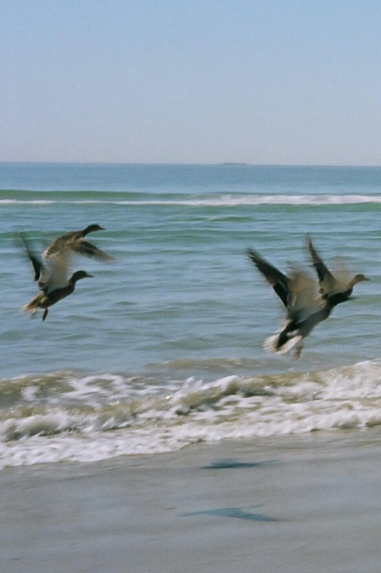 Two birds are flying over a sandy beach with gentle waves in the background and a clear blue sky.